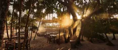 Sun rays peer through the trees in an outdoor courtyard filled with wooden tables and chairs