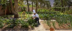 A chef in uniform picking ingredients from a lush garden