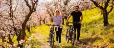Smiling couple walk with bikes through a meadow filled with pink flowered trees
