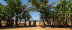 Golden sands, palm trees and a blue sky with the ocean in the background