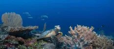 Sea turtle swimming through a coral reef on the sea floor