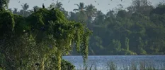 Birds flying above the ocean and surrounding tropical vegetation