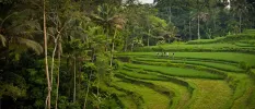 A terraced green field surrounded by trees